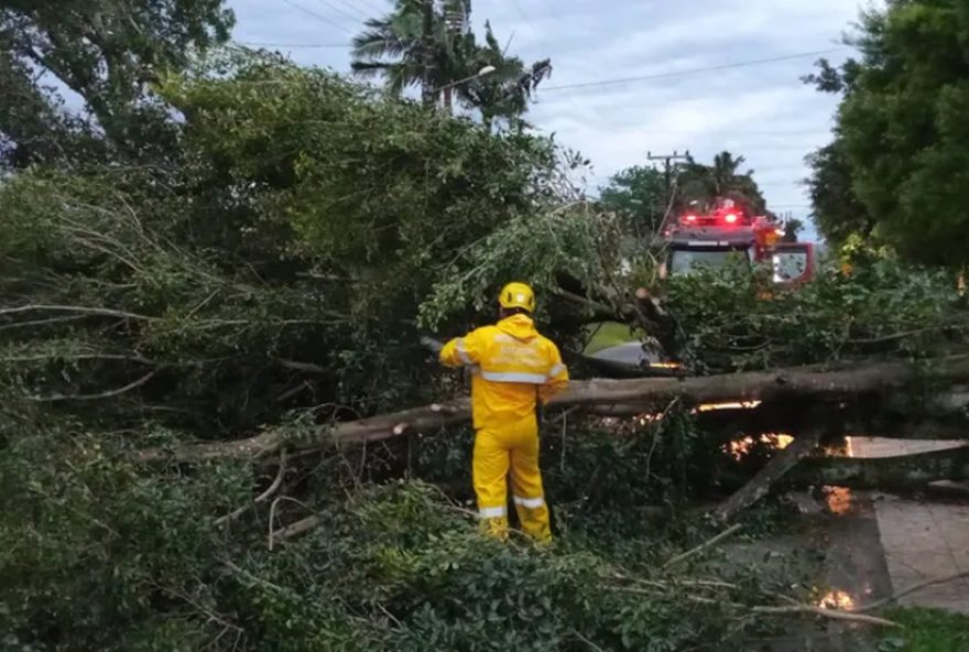 Árvores de grande porte caíram e causaram estragos em Criciúma, no Sul de Santa Catarina (Foto: Corpo de Bombeiros/Divulgação)