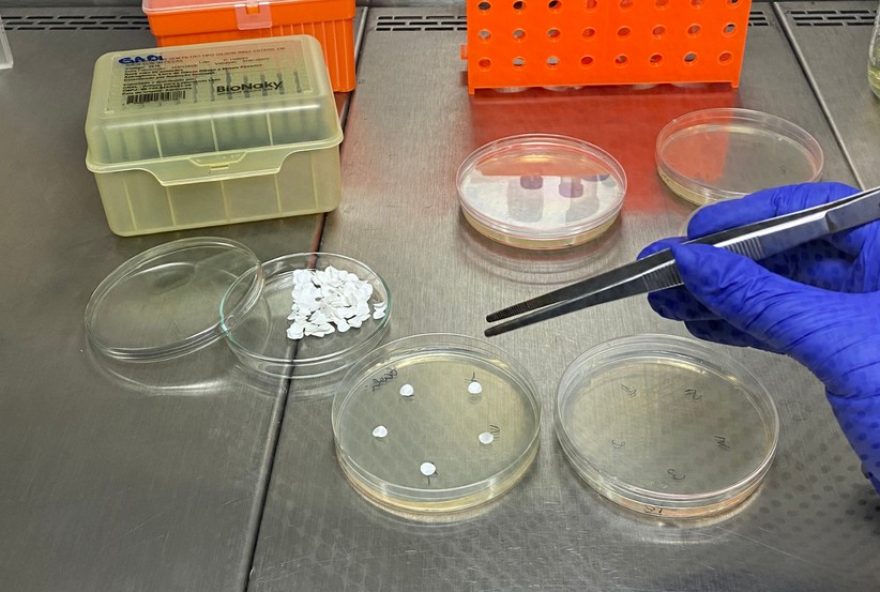 cientista-paranaense-cria-hidrogel-que-combate-superbacterias-e-reduz-infeccoes-hospitalares