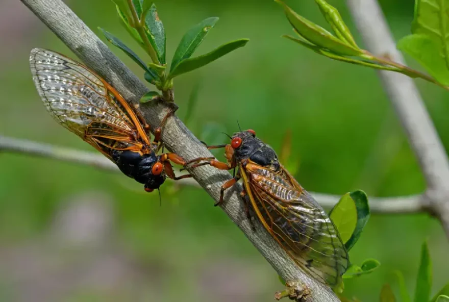 Apocalipse das cigarras: bilhões de cigarras surgirão no EUA pela primeira vez em 200 anos