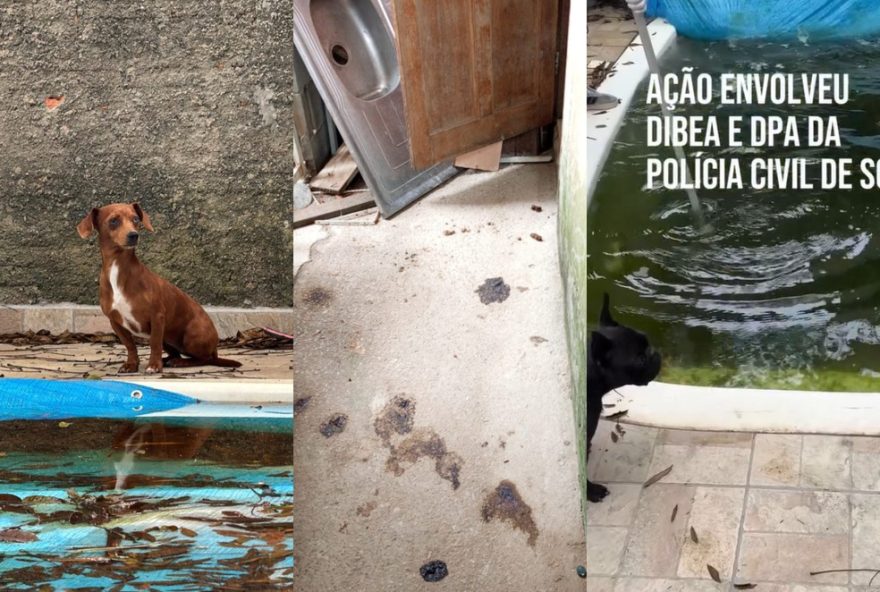 cinco-cachorros-mortos-em-florianopolis3A-tutora-presa-por-maus-tratos cinco-cachorros-mortos-em-florianopolis3A-tutora-presa-por-maus-tratos