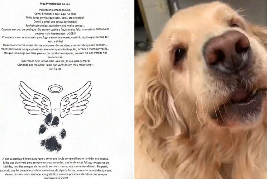 clinica-veterinaria-cria-ritual-de-despedida-com-carta-e-pelos3A-primeiro-dia-no-ceu-saiba-mais-sobre-essa-iniciativa-comovente clinica-veterinaria-cria-ritual-de-despedida-com-carta-e-pelos3A-primeiro-dia-no-ceu-saiba-mais-sobre-essa-iniciativa-comovente