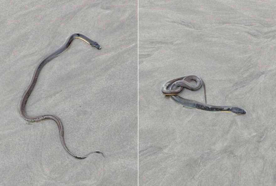 cobra-dagua-e-flagrada-em-praia-de-vila-mirim2C-em-praia-grande-sp cobra-dagua-e-flagrada-em-praia-de-vila-mirim2C-em-praia-grande-sp