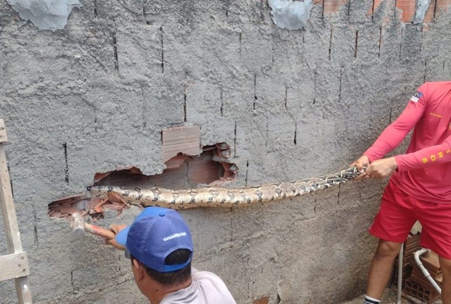 cobra-jiboia-resgatada-em-caruaru-e-solta-em-parque-natural-apos-ser-encontrada-em-residencia