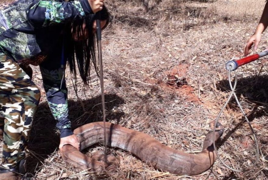 Cobra de 3 metro e 70 quilos e encontrada em propriedades em Branápolis (Foto: Divulgação / CBM)