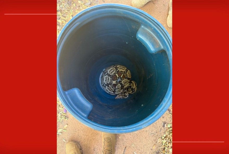 cobra-resgatada-por-moradores-da-asa-sul-em-brasilia-e-encaminhada-ao-cetas-para-avaliacao-veterinaria