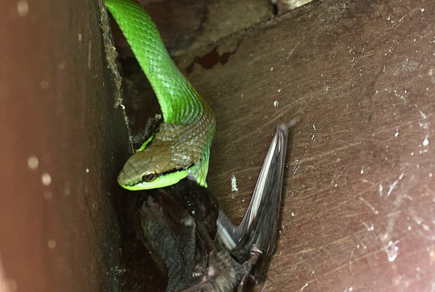 cobra-verde-predando-morcego3A-flagrante-impressionante-no-interior-de-sp cobra-verde-predando-morcego3A-flagrante-impressionante-no-interior-de-sp