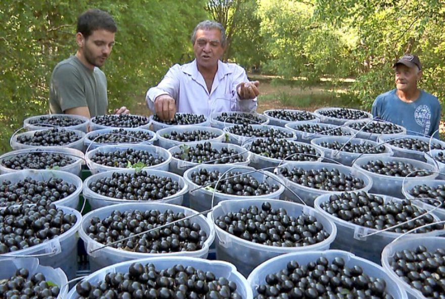 colheita-da-jabuticaba-em-casa-branca-sp3A-atracao-turistica-e-economica