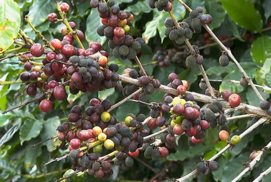 colheita-de-cafe-avanca-no-sul-de-minas-com-otimismo-e-qualidade