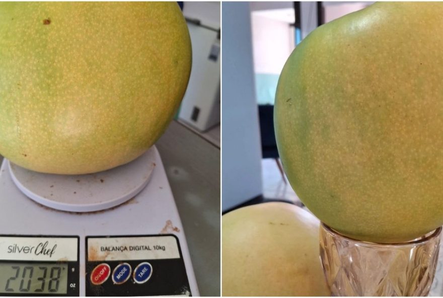 colheita-de-manga-gigante-no-ceara-surpreende-e-viraliza-nas-redes-sociais colheita-de-manga-gigante-no-ceara-surpreende-e-viraliza-nas-redes-sociais