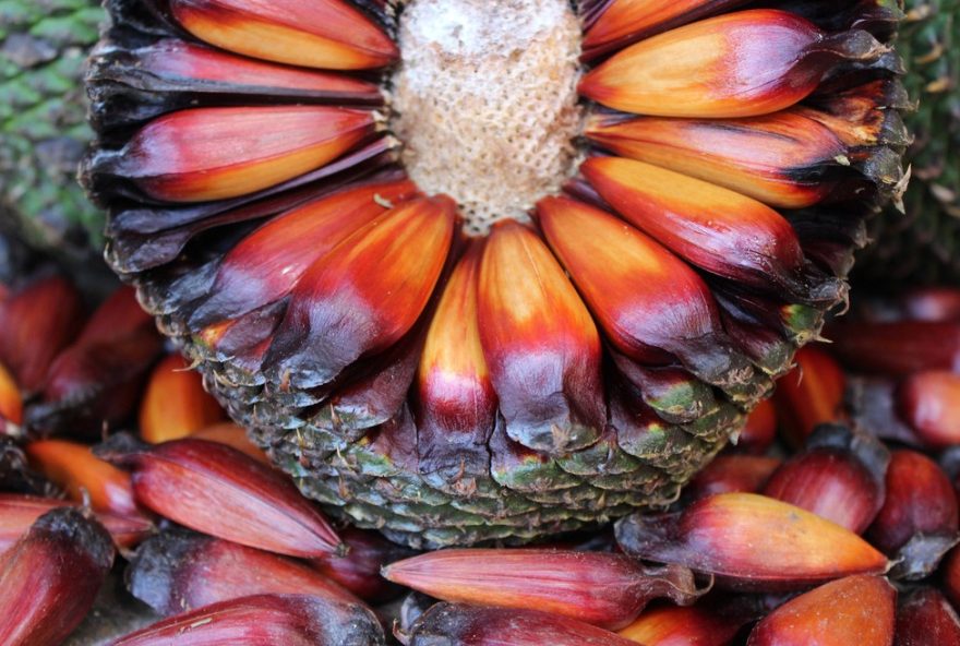 colheita-do-pinhao-no-parana-em-20263A-nova-data-e-multas-previstas colheita-do-pinhao-no-parana-em-20263A-nova-data-e-multas-previstas