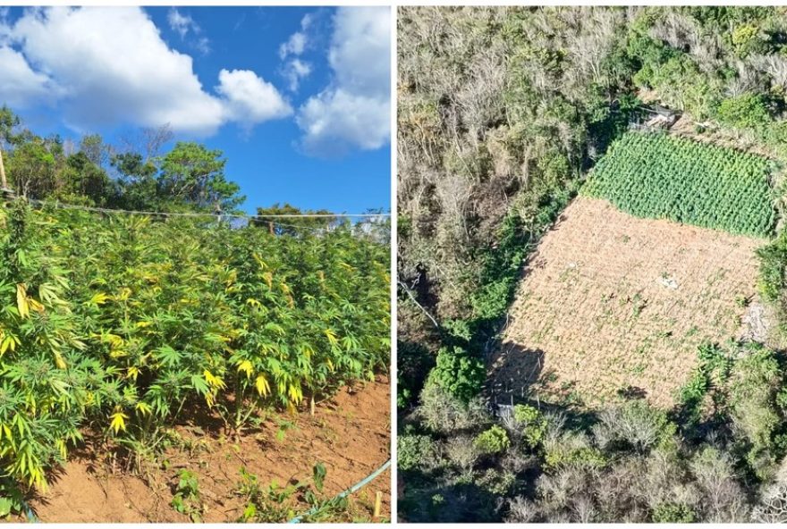 colombianos-e-brasileiro-presos-por-plantacao-de-maconha-na-regiao-do-macico-do-baturite2C-ceara colombianos-e-brasileiro-presos-por-plantacao-de-maconha-na-regiao-do-macico-do-baturite2C-ceara