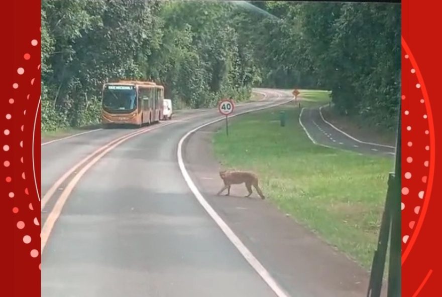 como-agir-ao-encontrar-oncas-nas-cataratas-do-iguacu3A-dicas-de-especialistas como-agir-ao-encontrar-oncas-nas-cataratas-do-iguacu3A-dicas-de-especialistas