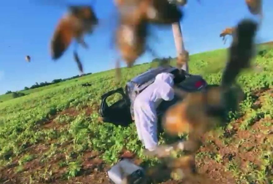 como-agir-durante-um-ataque-de-abelhas3A-dicas-para-evitar-acidentes-no-rio-grande-do-sul como-agir-durante-um-ataque-de-abelhas3A-dicas-para-evitar-acidentes-no-rio-grande-do-sul