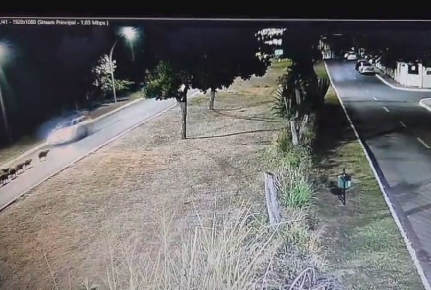 como-evitar-atropelamento-de-capivaras3A-dicas-para-seguranca-e-socorro-aos-animais