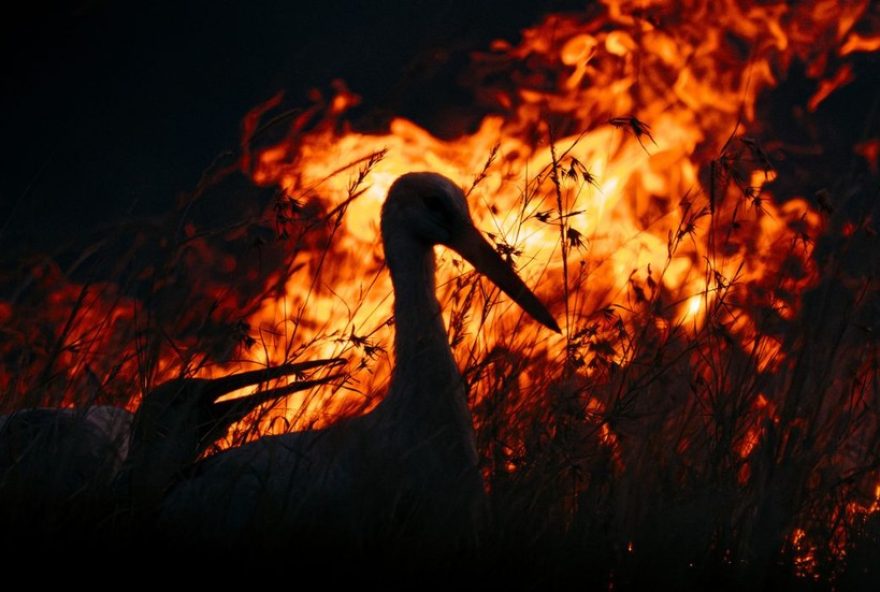 como-o-conflito-israel-ira-afeta-as-aves-migratorias-da-eurasia como-o-conflito-israel-ira-afeta-as-aves-migratorias-da-eurasia