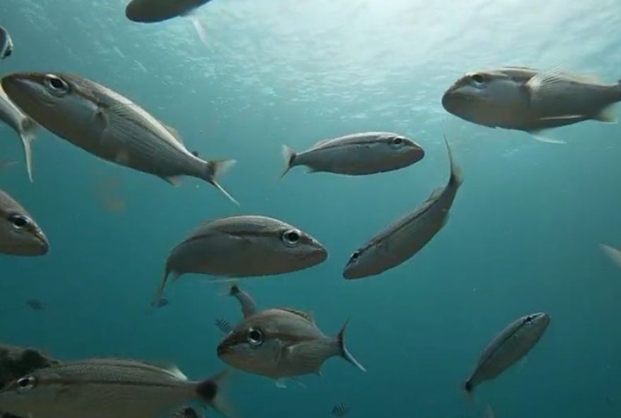 como-os-peixes-se-hidratam3A-os-segredos-da-osmorregulacao-no-mundo-aquatico como-os-peixes-se-hidratam3A-os-segredos-da-osmorregulacao-no-mundo-aquatico