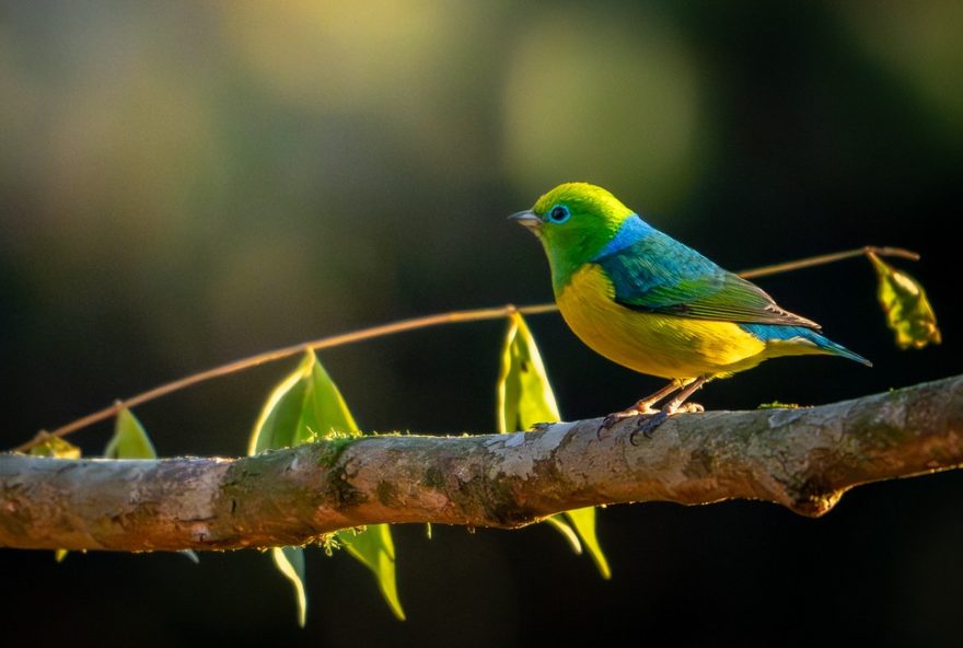 como-sobreviver-ao-inverno3A-licoes-das-aves-para-encarar-adversidades-da-vida