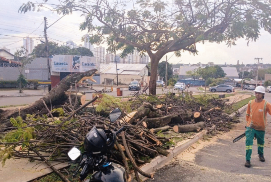 comurg-aciona-plantao-24h-para-remocao-de-arvores-durante-chuvas-em-goiania