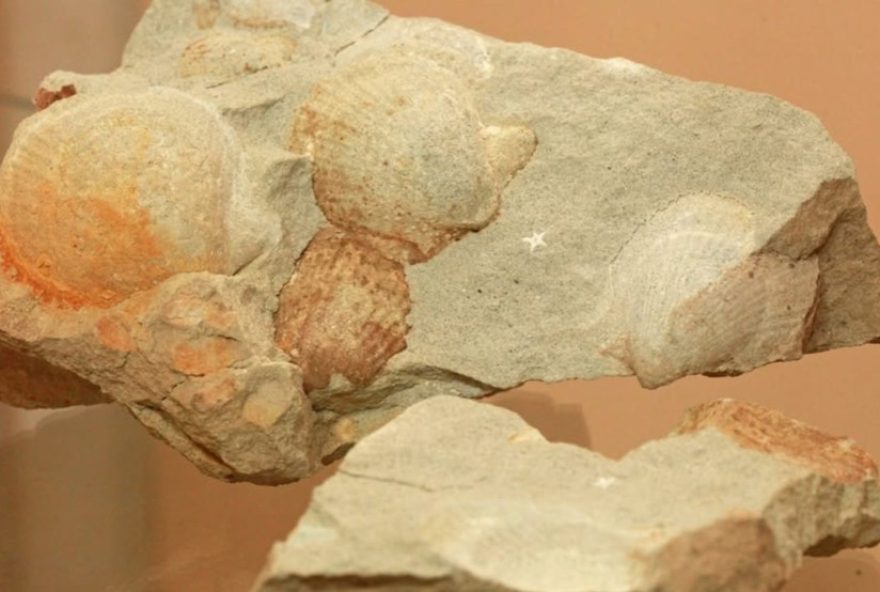 conchas-e-fosseis-em-sc3A-cidade-coberta-por-agua-salgada-ha-290-milhoes-de-anos-descubra-aqui conchas-e-fosseis-em-sc3A-cidade-coberta-por-agua-salgada-ha-290-milhoes-de-anos-descubra-aqui