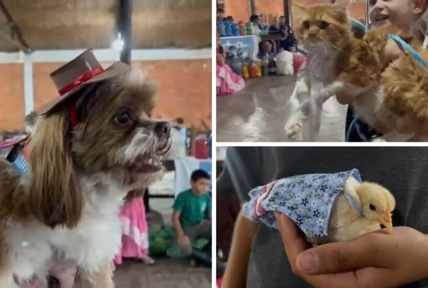 concurso-de-trajes-tipicos-no-rs-reune-cachorros2C-gatos-e-pintinhos-fofos concurso-de-trajes-tipicos-no-rs-reune-cachorros2C-gatos-e-pintinhos-fofos