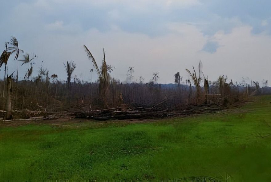 condenado-por-desmatar-454-hectares-na-amazonia3A-multa-e-recuperacao-ambiental.-justica-punindo-o-crime-ambiental-em-manicore2C-amazonas condenado-por-desmatar-454-hectares-na-amazonia3A-multa-e-recuperacao-ambiental.-justica-punindo-o-crime-ambiental-em-manicore2C-amazonas