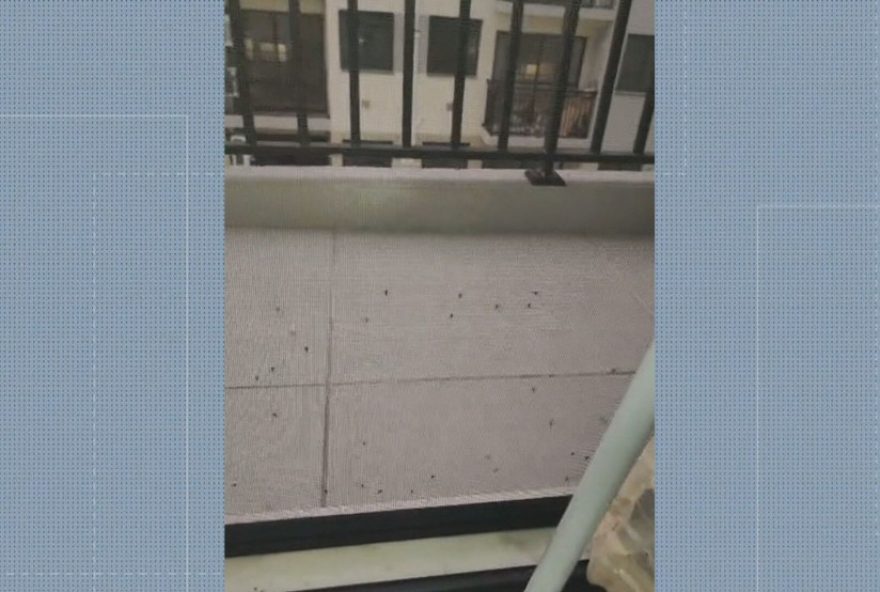 condominio-no-recreio-dos-bandeirantes-sofre-com-surto-de-mosquitos3A-moradores-buscam-solucoes