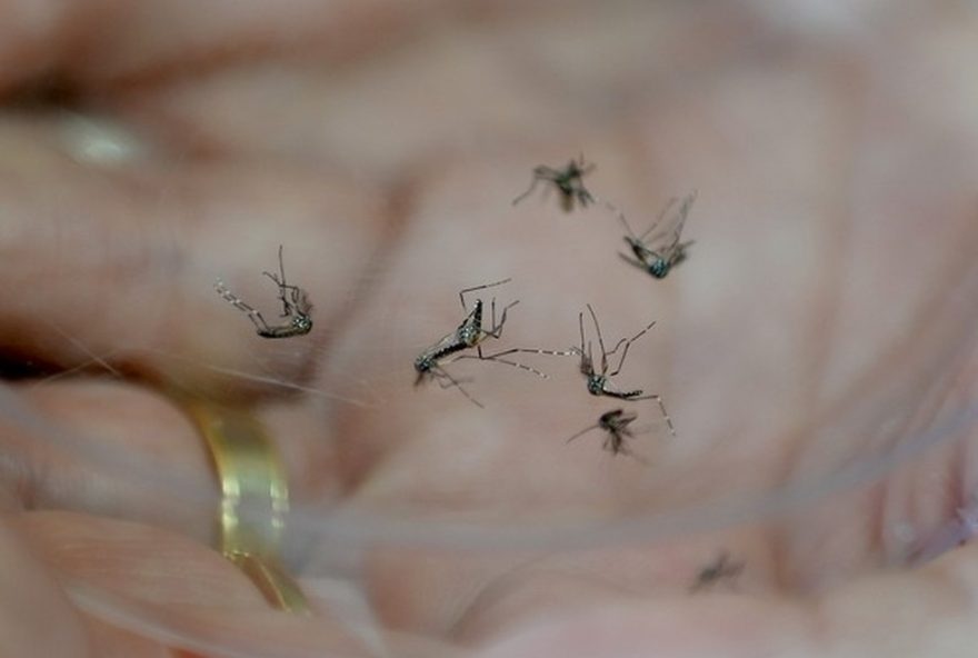 confirmacao-da-4a-morte-por-dengue-em-piracicaba3B-casos-chegam-a-52C8-mil-em-2025