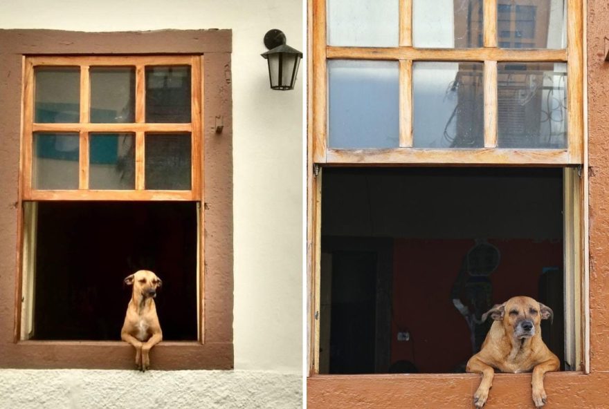 conheca-a-historia-da-foto-de-cachorro-caramelo-em-janela-na-cidade-de-goias