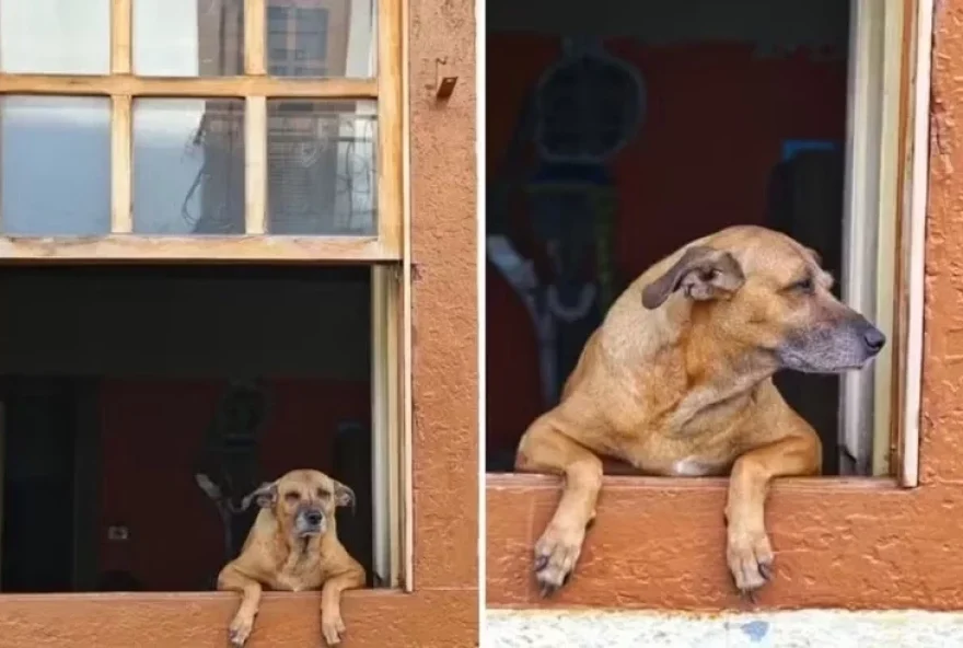 conheca-a-historia-do-cachorro-famoso-na-internet