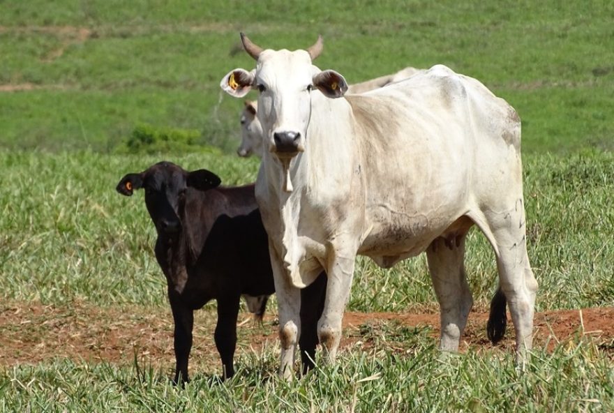 conheca-o-cowboat3A-ferramenta-gratuita-para-analise-ambiental-de-propriedades-rurais-em-sp conheca-o-cowboat3A-ferramenta-gratuita-para-analise-ambiental-de-propriedades-rurais-em-sp