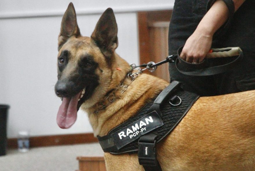 conheca-raman2C-o-cao-perito-da-policia-cientifica-do-parana