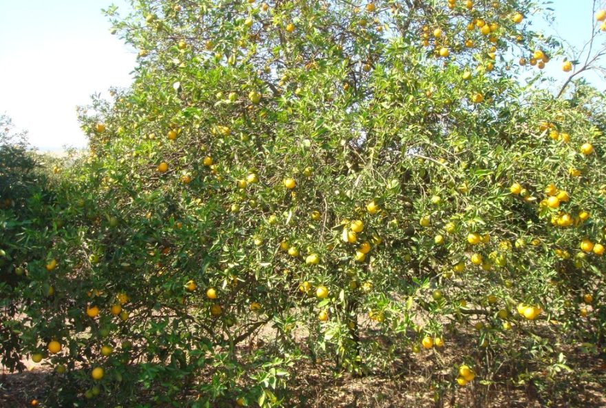 convenio-de-r24-90-milhoes-combate-o-greening-na-citricultura3A-esalq-lidera-pesquisa-mundial convenio-de-r24-90-milhoes-combate-o-greening-na-citricultura3A-esalq-lidera-pesquisa-mundial