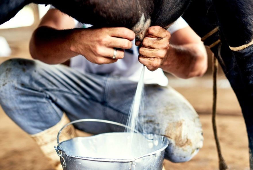 copa-leite-20223A-maior-evento-de-agronegocio-leiteiro-do-ceara-em-quixeramobim copa-leite-20223A-maior-evento-de-agronegocio-leiteiro-do-ceara-em-quixeramobim