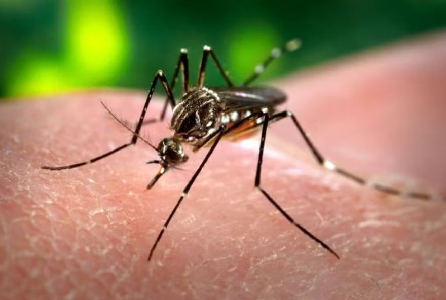 coronel-fabriciano-registra-primeira-morte-por-chikungunya-em-20253A-prevencao-e-fundamental