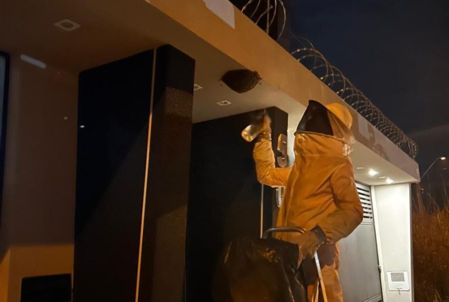 corpo-de-bombeiros-captura-enxame-em-casa3A-dicas-de-manejo-seguro