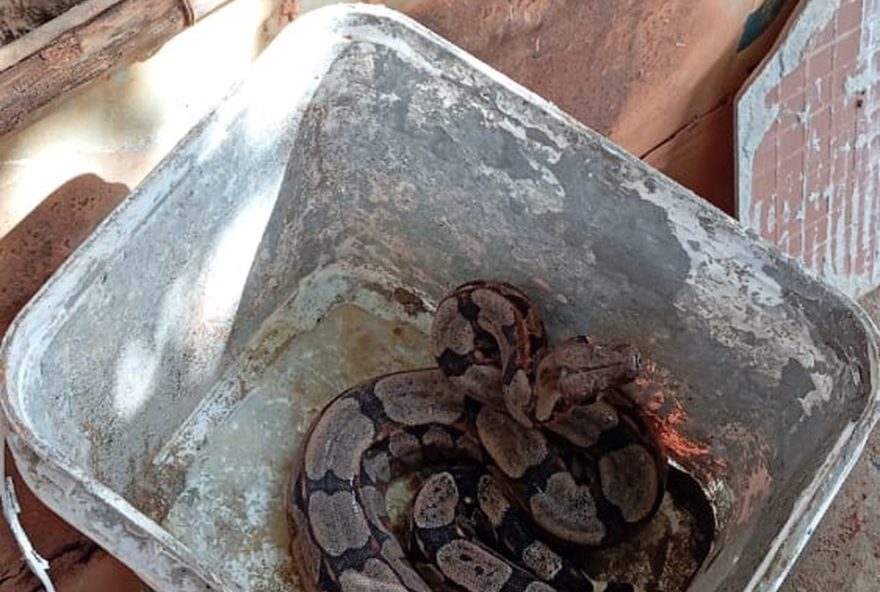 corpo-de-bombeiros-resgata-jiboia-presa-em-lata-em-montes-claros3A-acao-rapida-e-eficiente-para-preservar-a-fauna-local