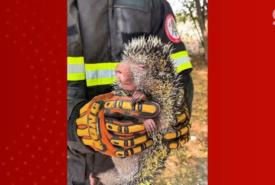 corpo-de-bombeiros-resgata-porco-espinho-em-caxias2C-ma-durante-periodo-de-queimadas