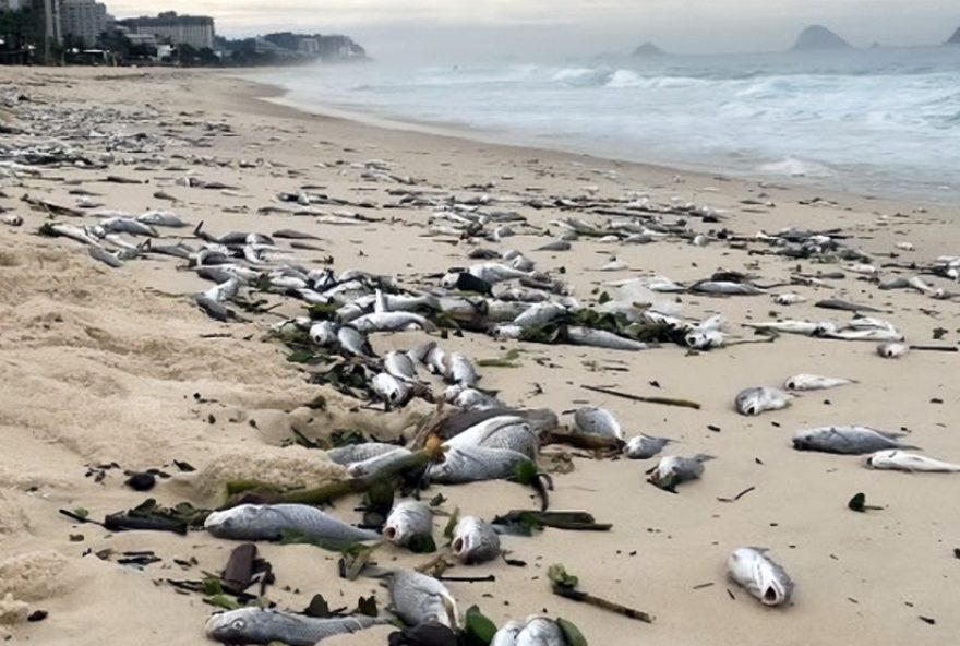 corvinas-sao-encontradas-mortas-na-barra-da-tijuca3A-impactos-da-pesca-predatoria corvinas-sao-encontradas-mortas-na-barra-da-tijuca3A-impactos-da-pesca-predatoria