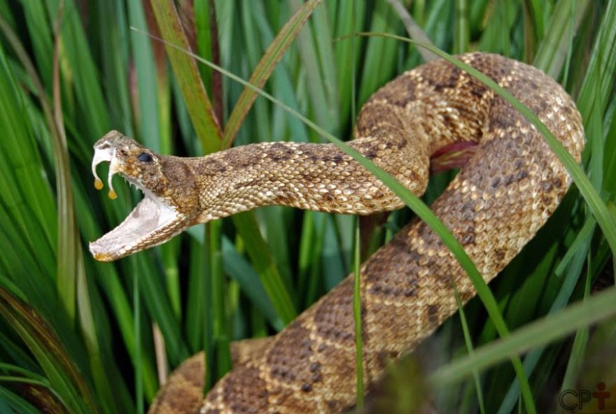 criacao-de-cobras-para-extracao-de-veneno-e-uma-aventura-vantajosa-cpt