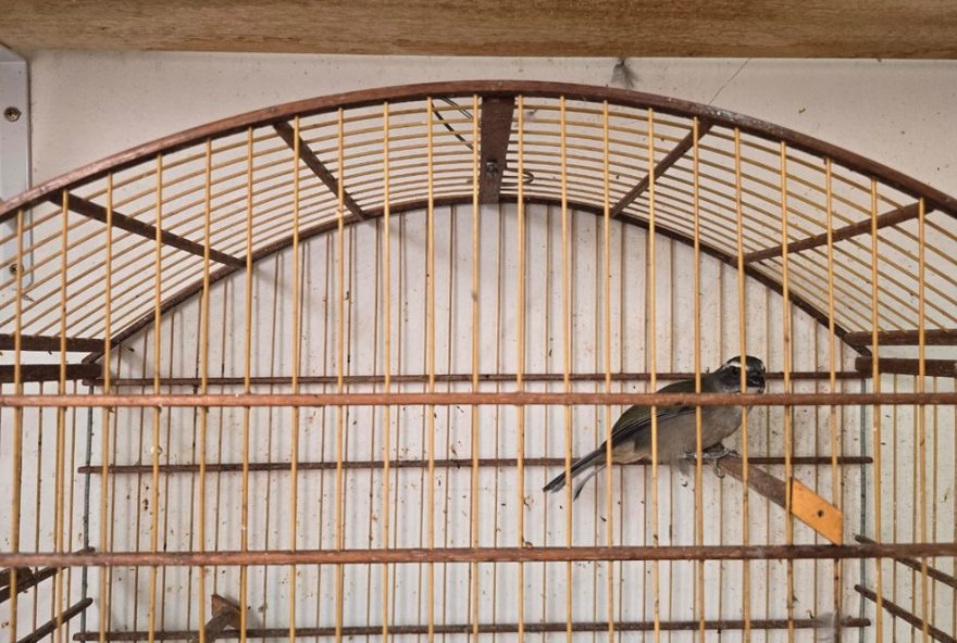 criador-de-aves-e-multado-em-r24-10-mil-por-aprisionar-passaros-silvestres-em-limeira