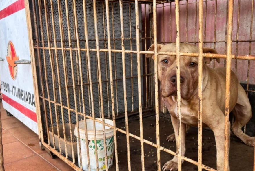 crianca-morre-apos-ataque-de-pit-bull-em-goias3A-mae-sera-autuada-por-abandono-aos-4-anos