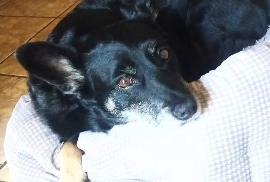 criminosos-roubam-carro-com-cachorra-idosa-em-curitiba3A-tutor-desesperado-busca-ajuda criminosos-roubam-carro-com-cachorra-idosa-em-curitiba3A-tutor-desesperado-busca-ajuda