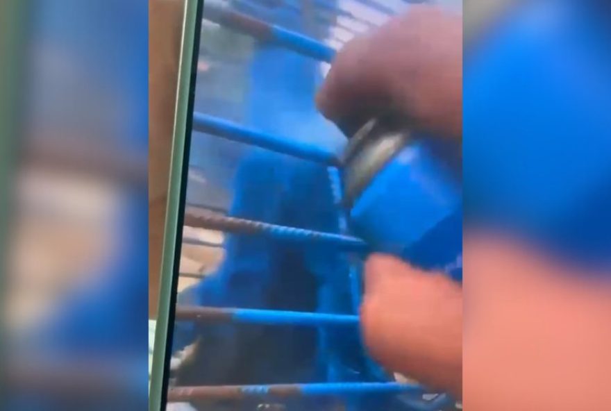 crueldade-extrema3A-macaco-pintado-de-azul-em-mg-esta-em-risco-de-intoxicacao