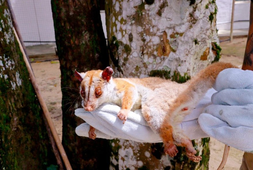 cuica-lanosa-ferida-resgatada-em-bairro-de-manaus cuica-lanosa-ferida-resgatada-em-bairro-de-manaus