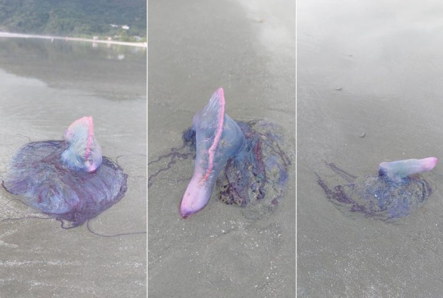 cuidado-caravelas-portuguesas-invadem-praia-de-sp3A-fascinante-e-perigoso cuidado-caravelas-portuguesas-invadem-praia-de-sp3A-fascinante-e-perigoso