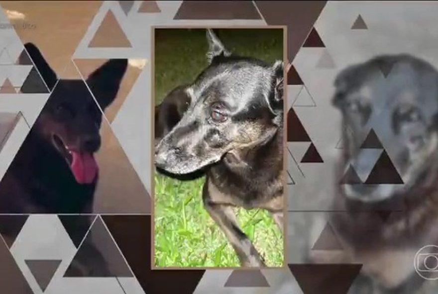 cuidadora-de-cao-orelha-desmente-boatos-sobre-agressao3A-inventaram-um-monte-de-coisa-fantastico-reporta-caso-de-violencia-animal-no-norte-de-florianopolis cuidadora-de-cao-orelha-desmente-boatos-sobre-agressao3A-inventaram-um-monte-de-coisa-fantastico-reporta-caso-de-violencia-animal-no-norte-de-florianopolis