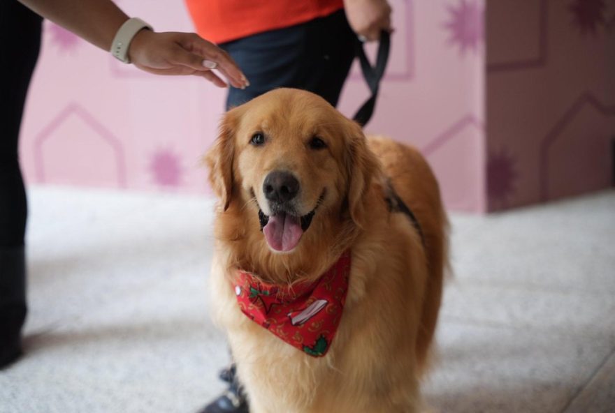 cuidados-com-golden-retrievers3A-dicas-especiais-do-amigo-pet