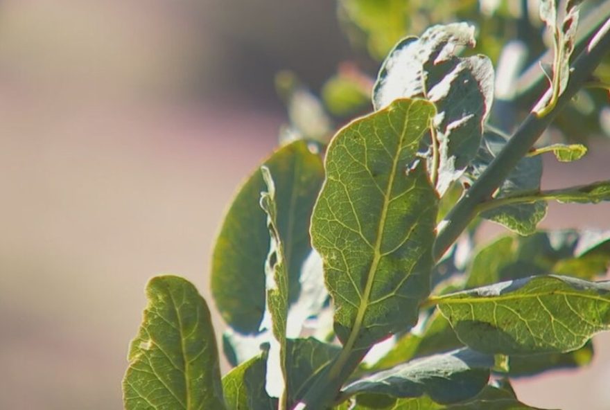 cultivo-de-folhas-de-louro-em-sao-roque3A-tecnica-de-alporquia-e-colheita-gradual-para-rentabilidade-o-ano-todo