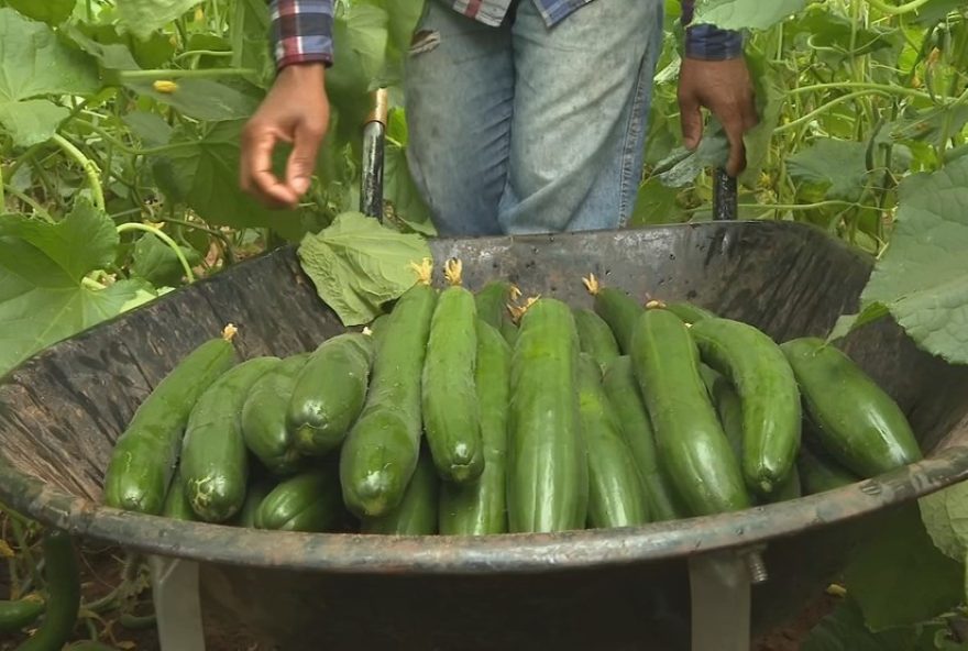 cultivo-de-pepinos-em-estufas-impulsiona-renda-em-propriedades-rurais cultivo-de-pepinos-em-estufas-impulsiona-renda-em-propriedades-rurais