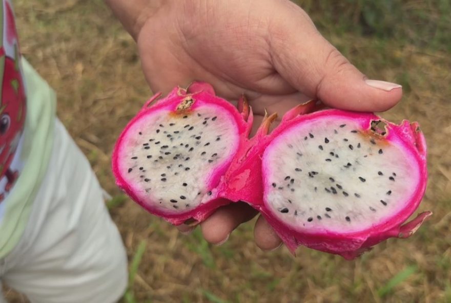 cultivo-de-pitaya-transforma-economia-de-cidade-gaucha cultivo-de-pitaya-transforma-economia-de-cidade-gaucha